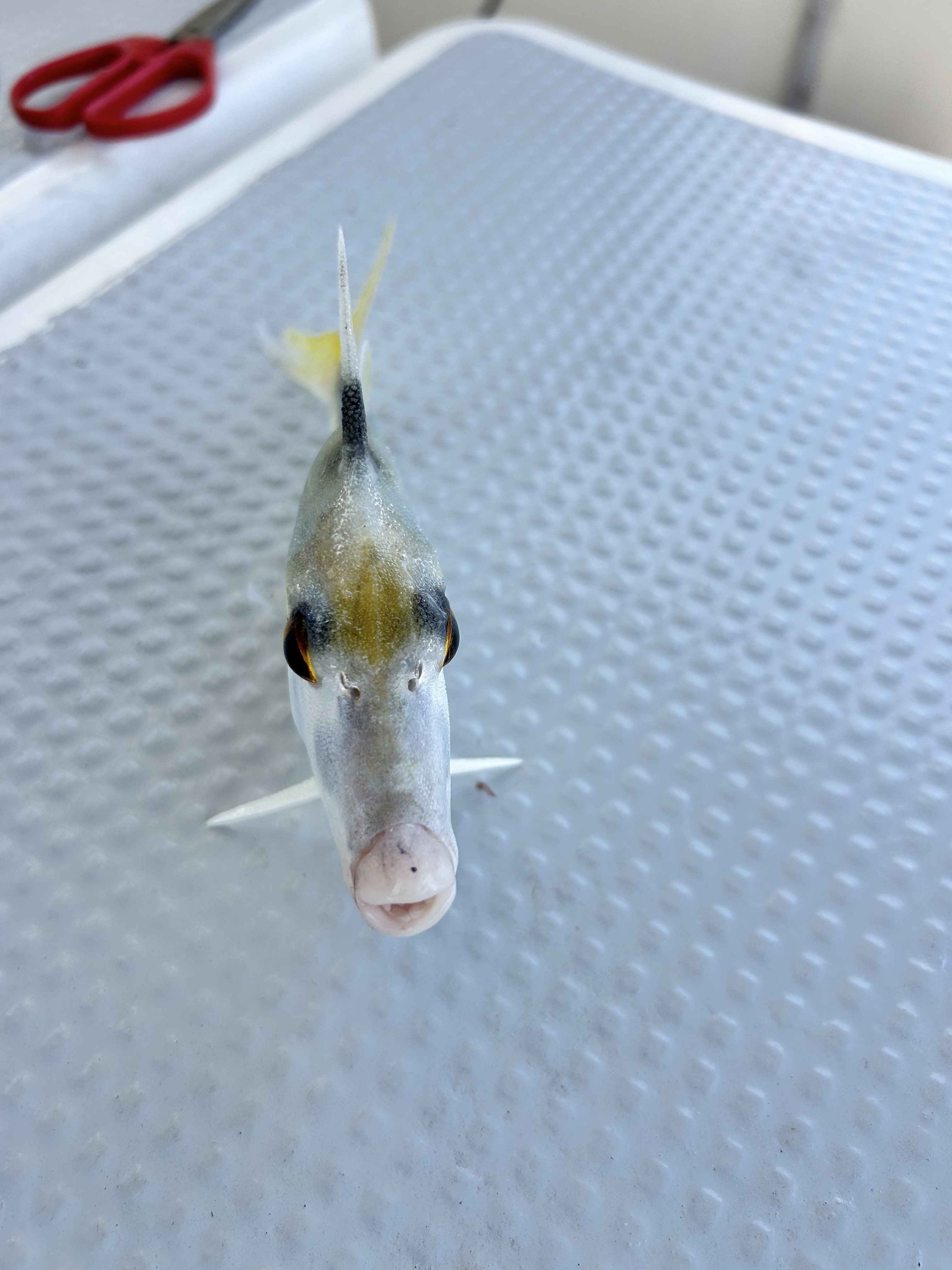 Helicopte Helicopter